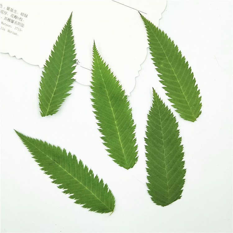 Best Price Dried Leaves Snow Willow Leaf Dried Original Green Bouquet For Home