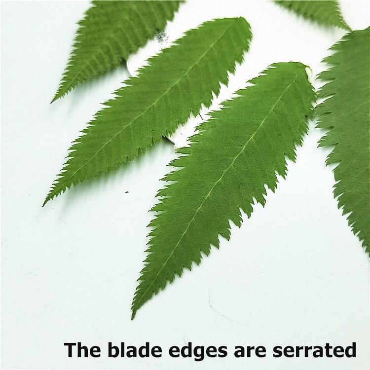 Best Price Dried Leaves Snow Willow Leaf Dried Original Green Bouquet For Home
