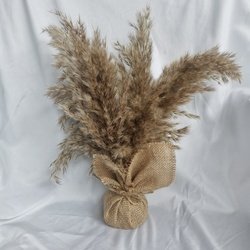 pampas