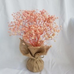 Gypsophila