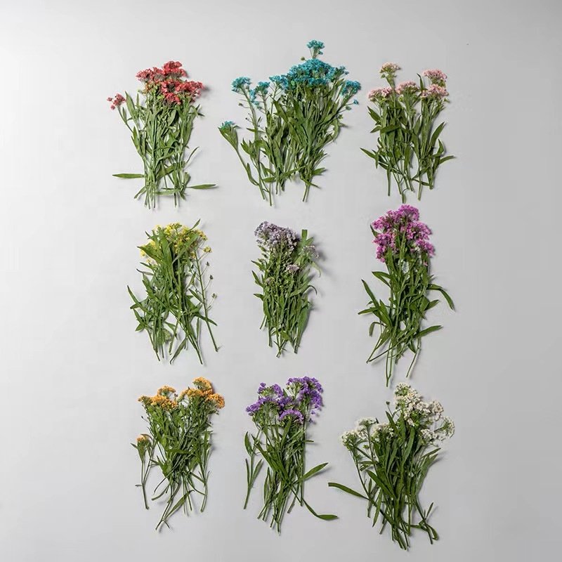 MNR1940 dried colorful pressed flowers for DIY flower photo frame