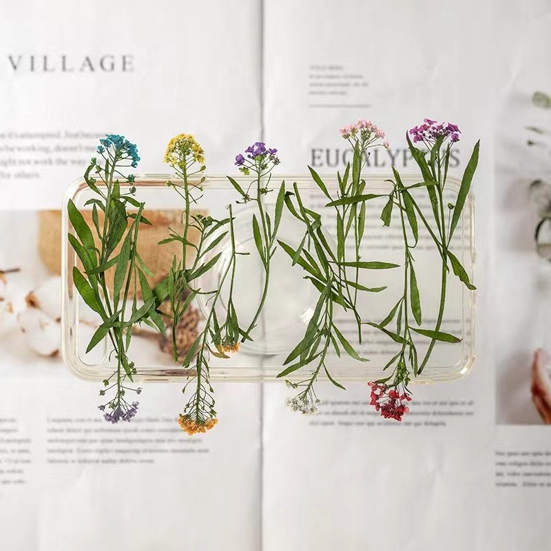 MNR1940 dried colorful pressed flowers for DIY flower photo frame