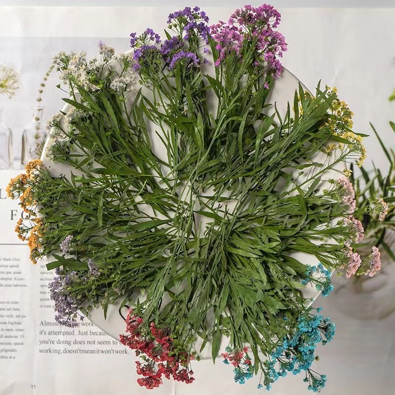 MNR1940 dried colorful pressed flowers for DIY flower photo frame