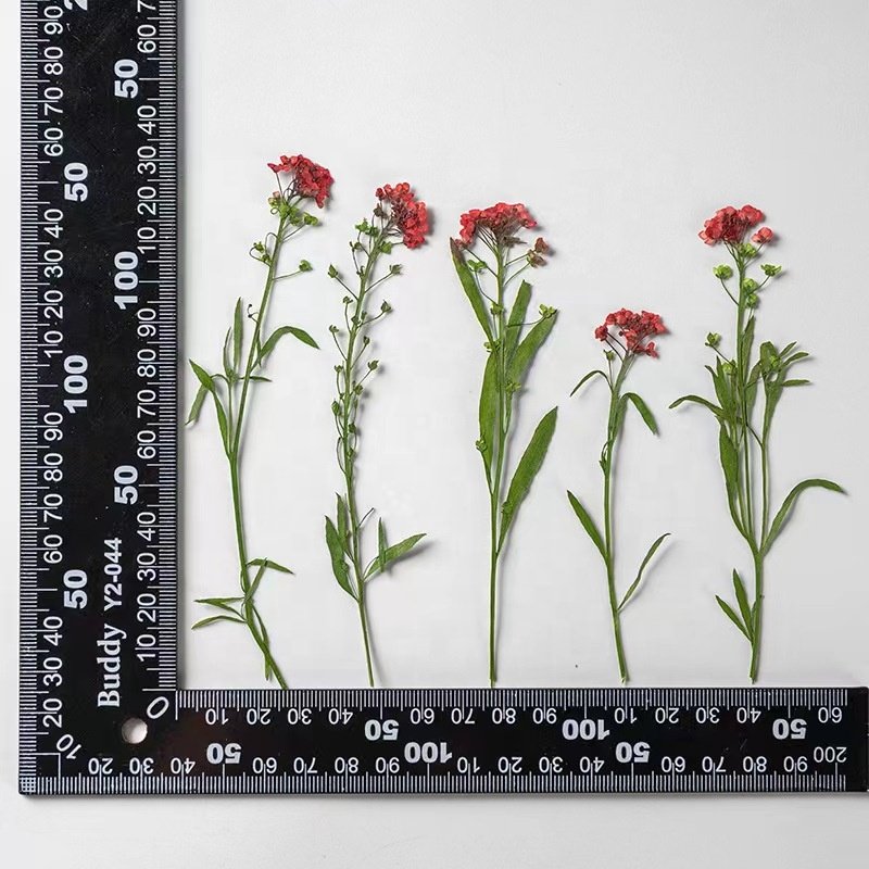 MNR1940 dried colorful pressed flowers for DIY flower photo frame