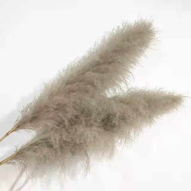 Wholesale 120cm Grey Pampas grass Big Pampas Grass Dried Pampas Grass For Floral Arrangement