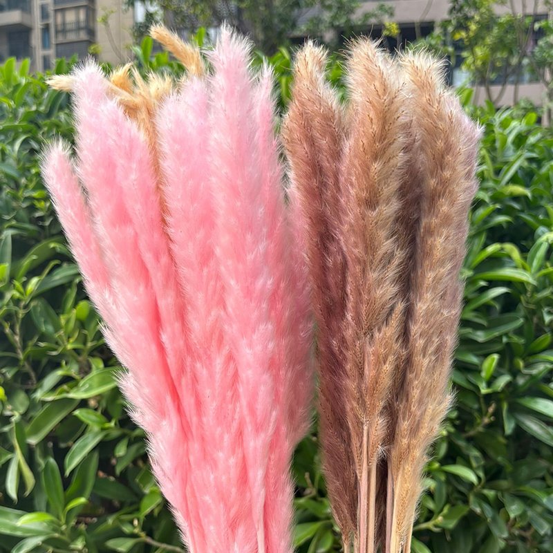 Wholesales Dried pampas Dried decorative pampas grass Pampas grass for wedding decoration or home decoration