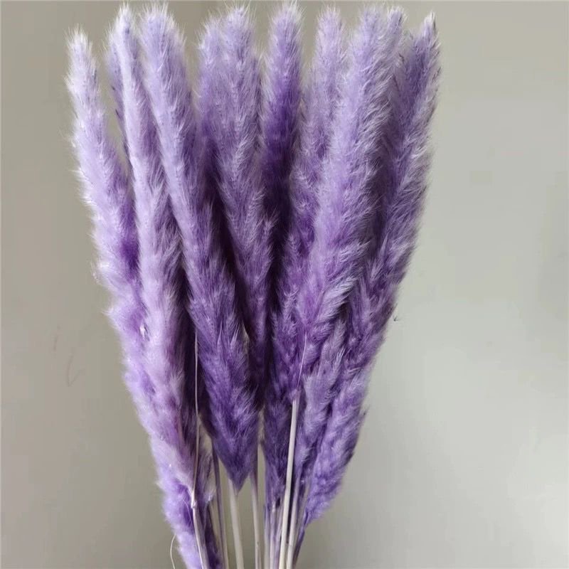 Wholesales Dried pampas Dried decorative pampas grass Pampas grass for wedding decoration or home decoration