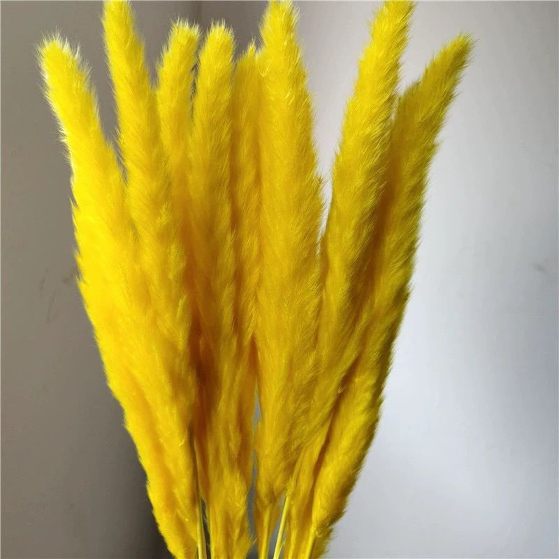 Wholesales Dried pampas Dried decorative pampas grass Pampas grass for wedding decoration or home decoration