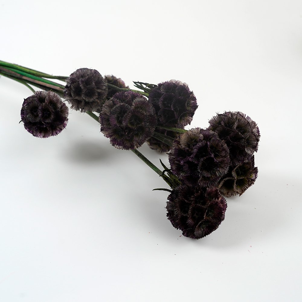 Natural Preserved Scabiosa Windmill Fruit Beautiful Natural Dried Starflower for Home Party Wedding Decoration