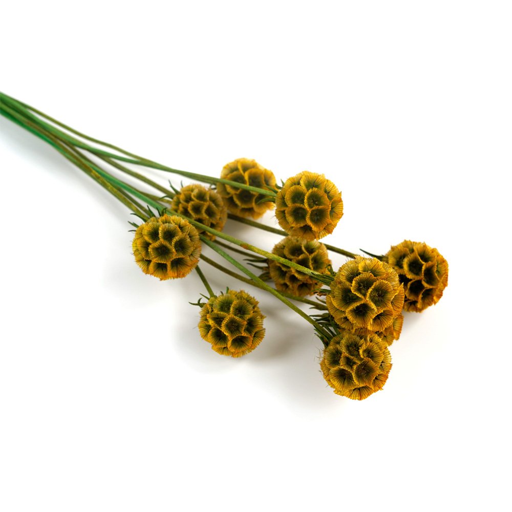 Natural Preserved Scabiosa Windmill Fruit Beautiful Natural Dried Starflower for Home Party Wedding Decoration
