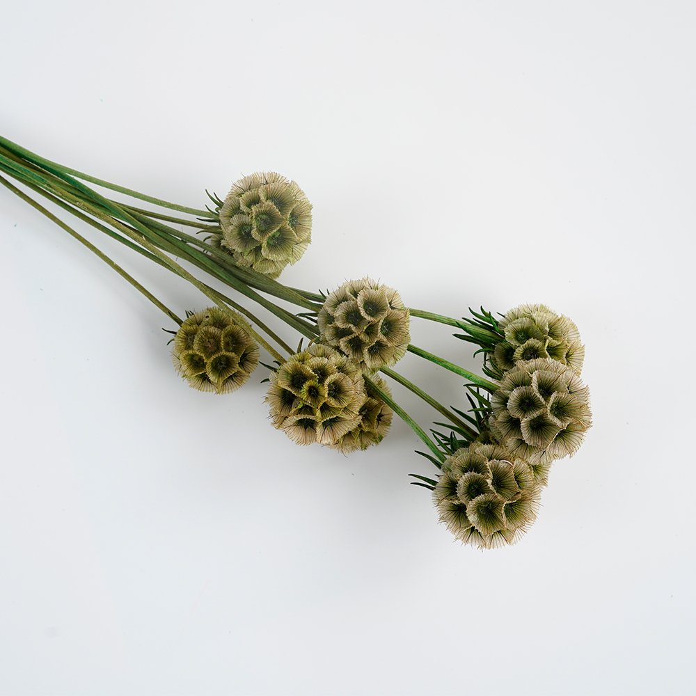 Natural Preserved Scabiosa Windmill Fruit Beautiful Natural Dried Starflower for Home Party Wedding Decoration