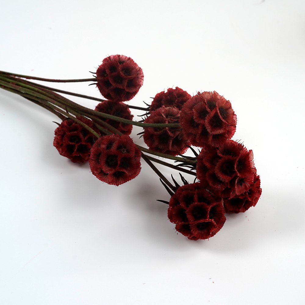 Natural Preserved Scabiosa Windmill Fruit Beautiful Natural Dried Starflower for Home Party Wedding Decoration