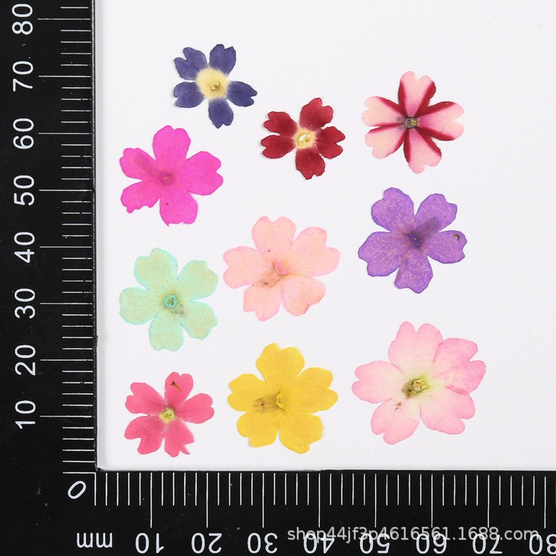 Dried Flower Pressed Flower Glued Flower Nail Art Beauty Natural Verbena Hybrida Resin Handmade Materials