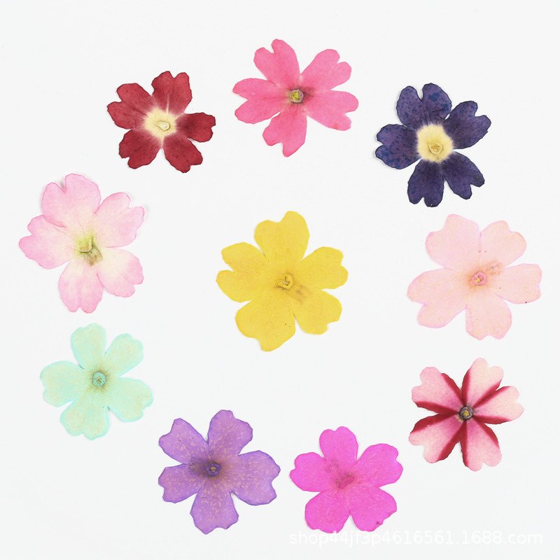 Dried Flower Pressed Flower Glued Flower Nail Art Beauty Natural Verbena Hybrida Resin Handmade Materials