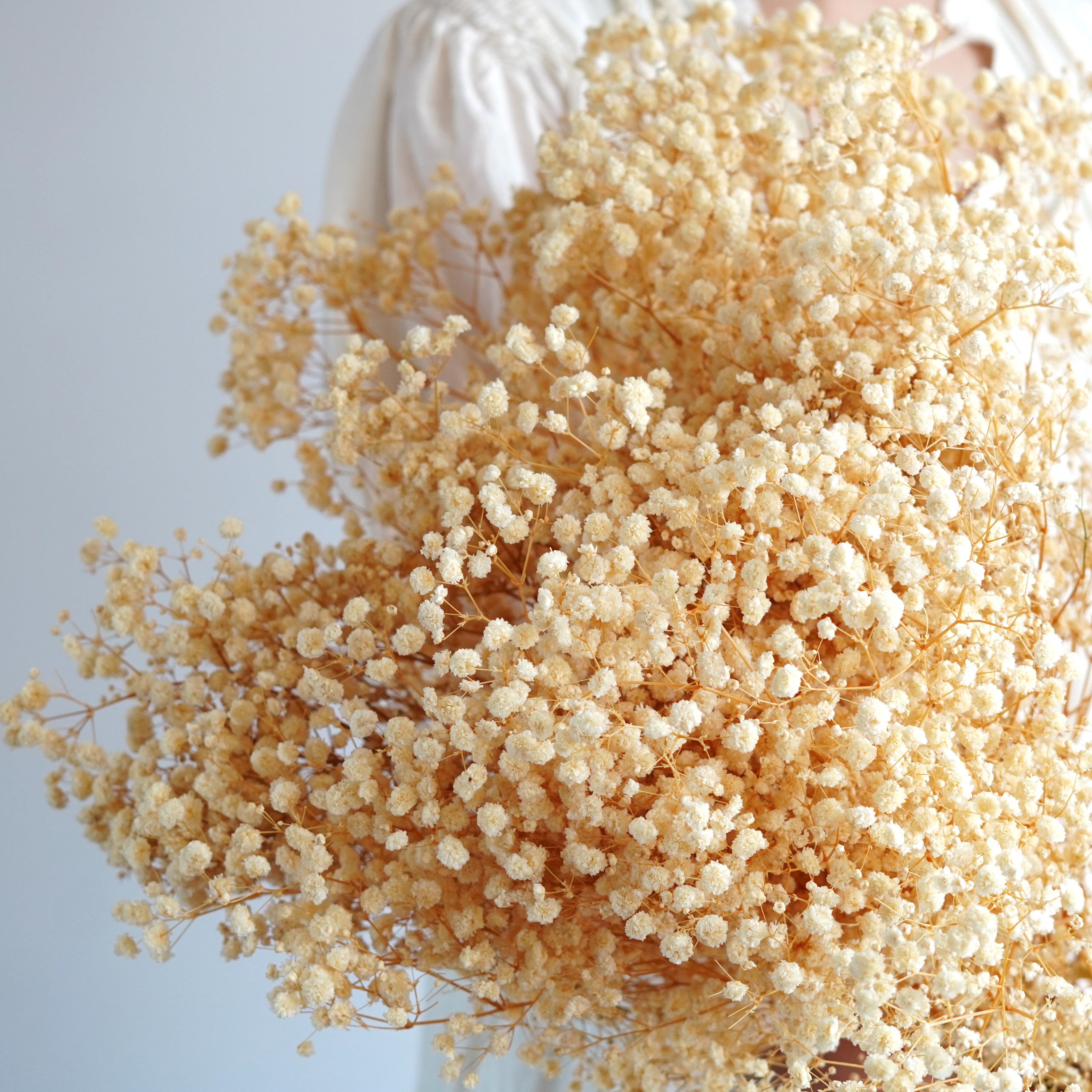 Preserved Natural BABY BREATHS Gypsophila Flower Stems | Dried Flowers | DIY Wedding Bouquet Boho Decor
