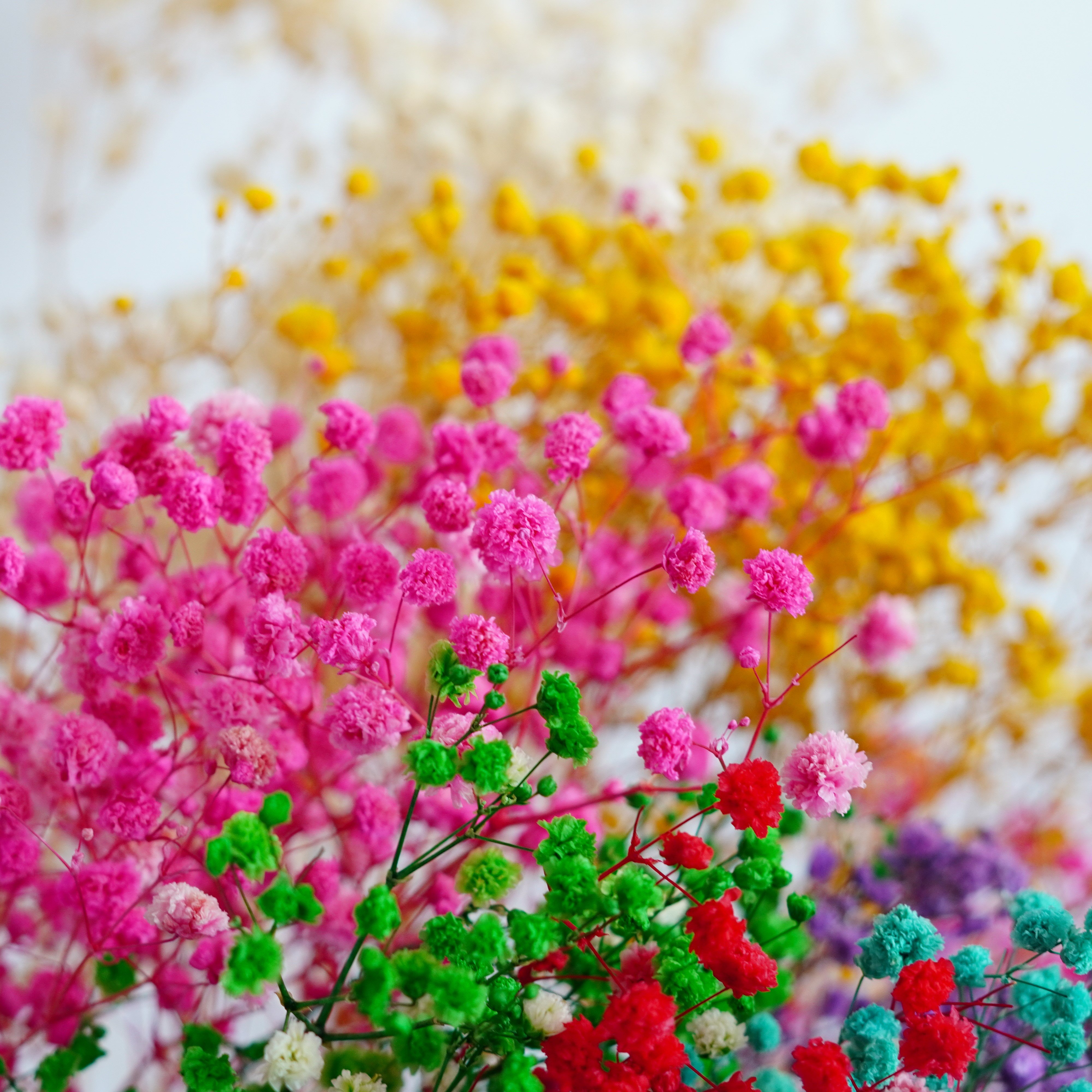 Preserved Natural BABY BREATHS Gypsophila Flower Stems | Dried Flowers | DIY Wedding Bouquet Boho Decor