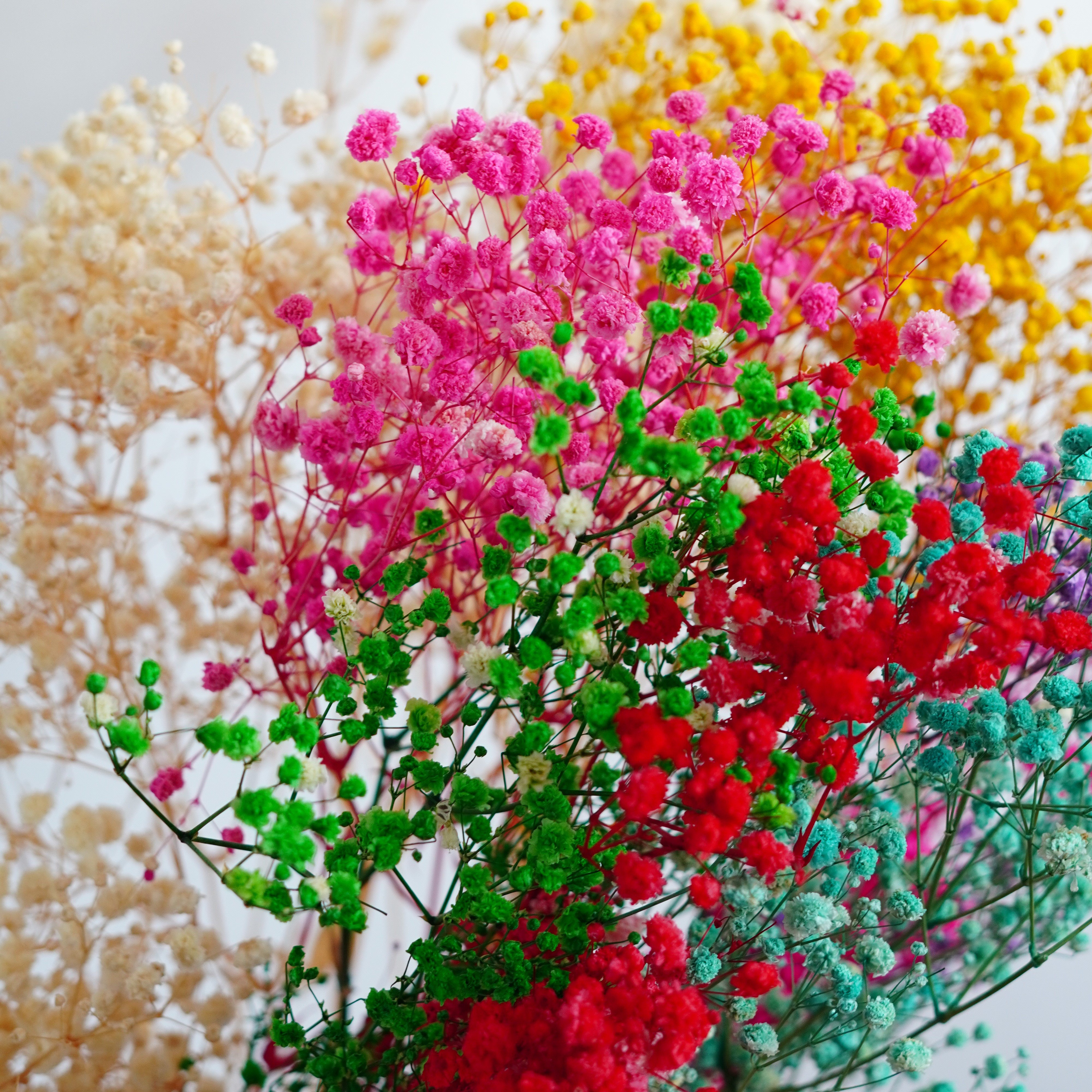 Preserved Natural BABY BREATHS Gypsophila Flower Stems | Dried Flowers | DIY Wedding Bouquet Boho Decor