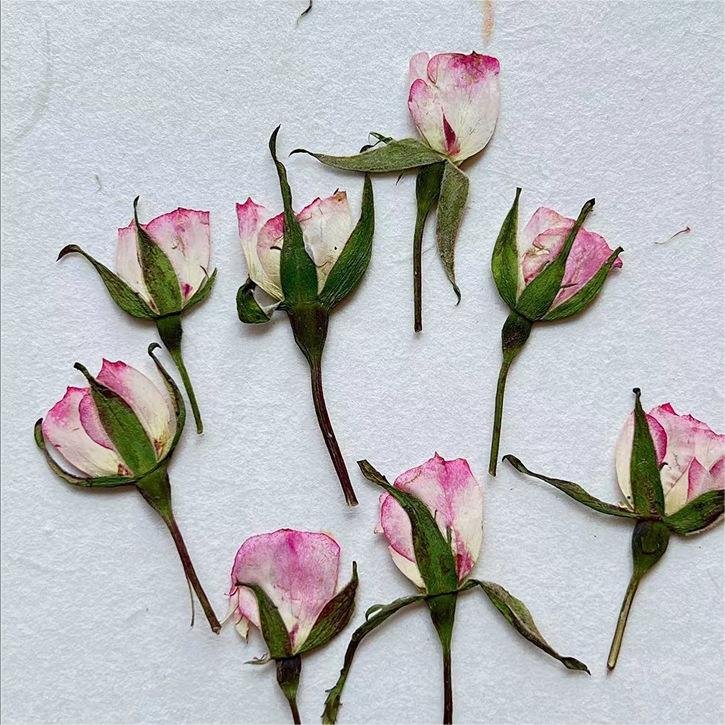 I645 Side-pressed Roses Real Small Rose Dried Pressed Flowers Dyed Colors for Decorations