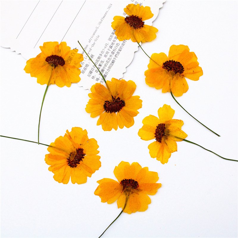 Factory Hot Sales Rose Dried Flower Pressed Flower Decoration Colorful Varied Natural Flower