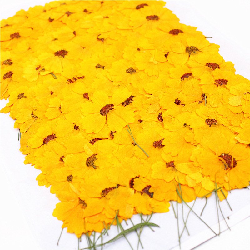 Factory Hot Sales Rose Dried Flower Pressed Flower Decoration Colorful Varied Natural Flower