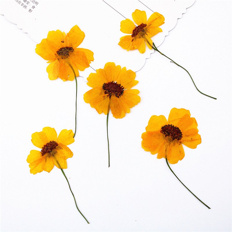 Factory Hot Sales Rose Dried Flower Pressed Flower Decoration Colorful Varied Natural Flower
