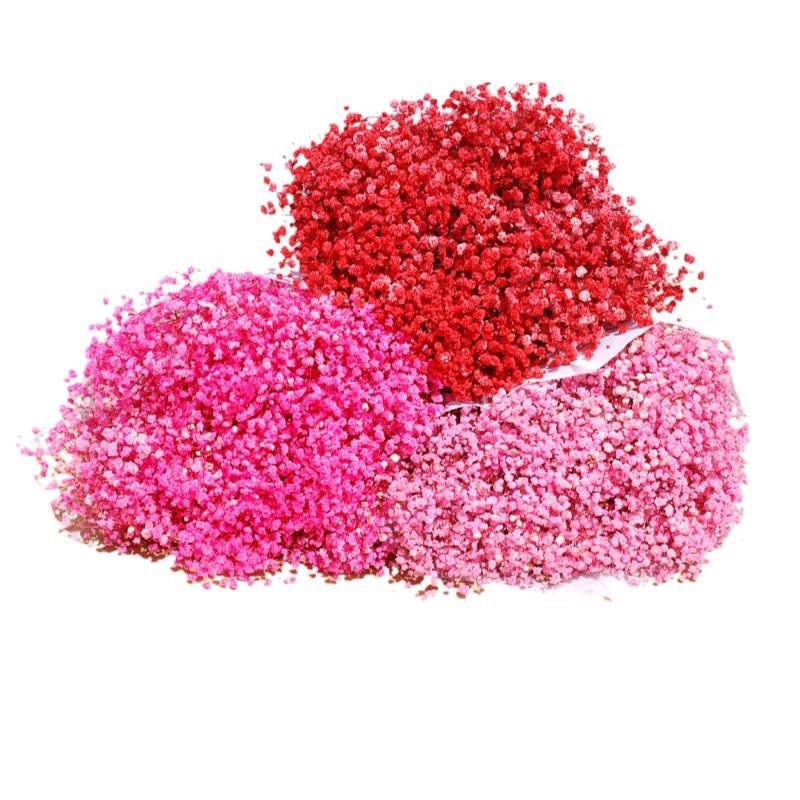 Most Popular Natural Dried Decoration Flower Pressed longlasting Baby Breath Gypsophila Forever Real White Babys Breath