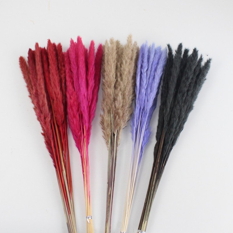 Best seller in season dried flowers dried small Pampas grass for Valentine's Day