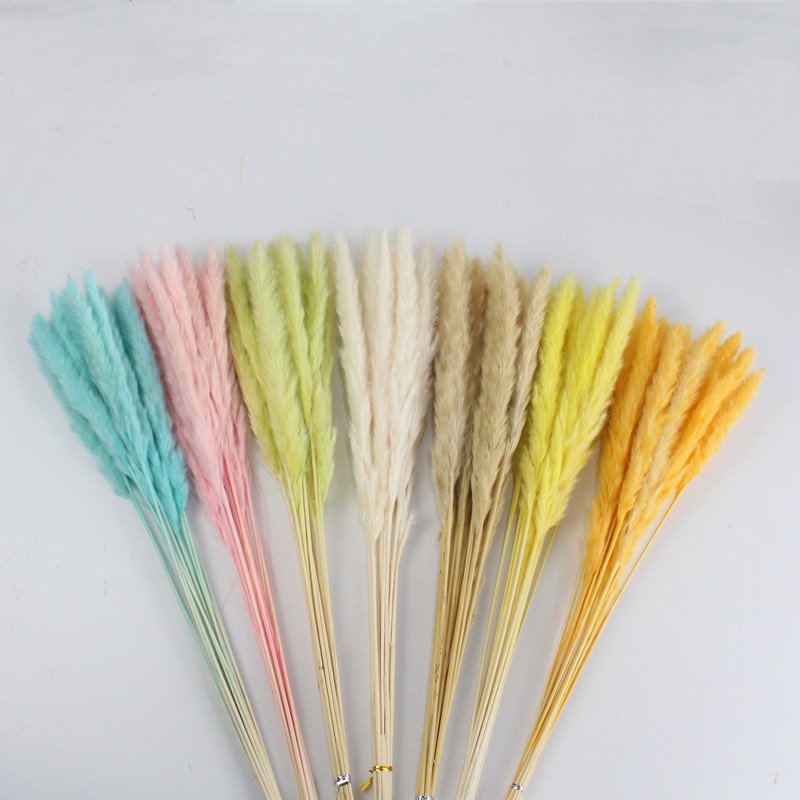 Best seller in season dried flowers dried small Pampas grass for Valentine's Day