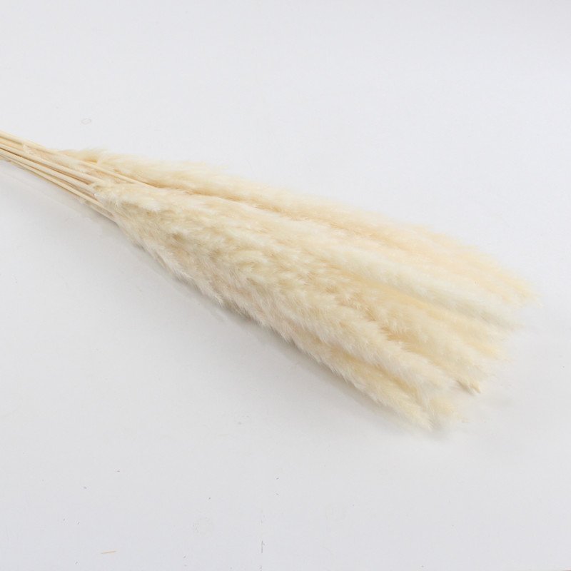 Best seller in season dried flowers dried small Pampas grass for Valentine's Day