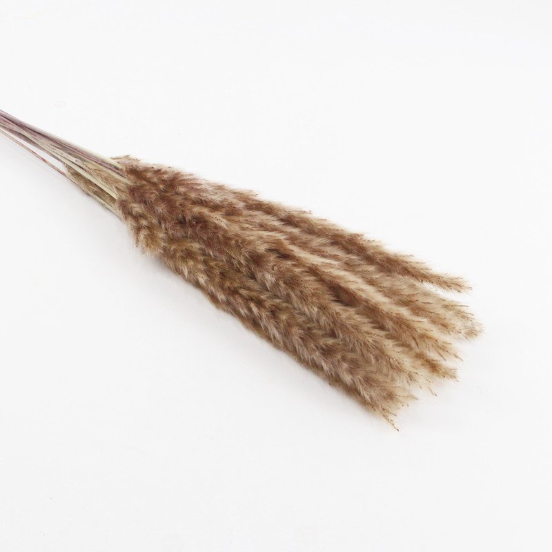 Best seller in season dried flowers dried small Pampas grass for Valentine's Day