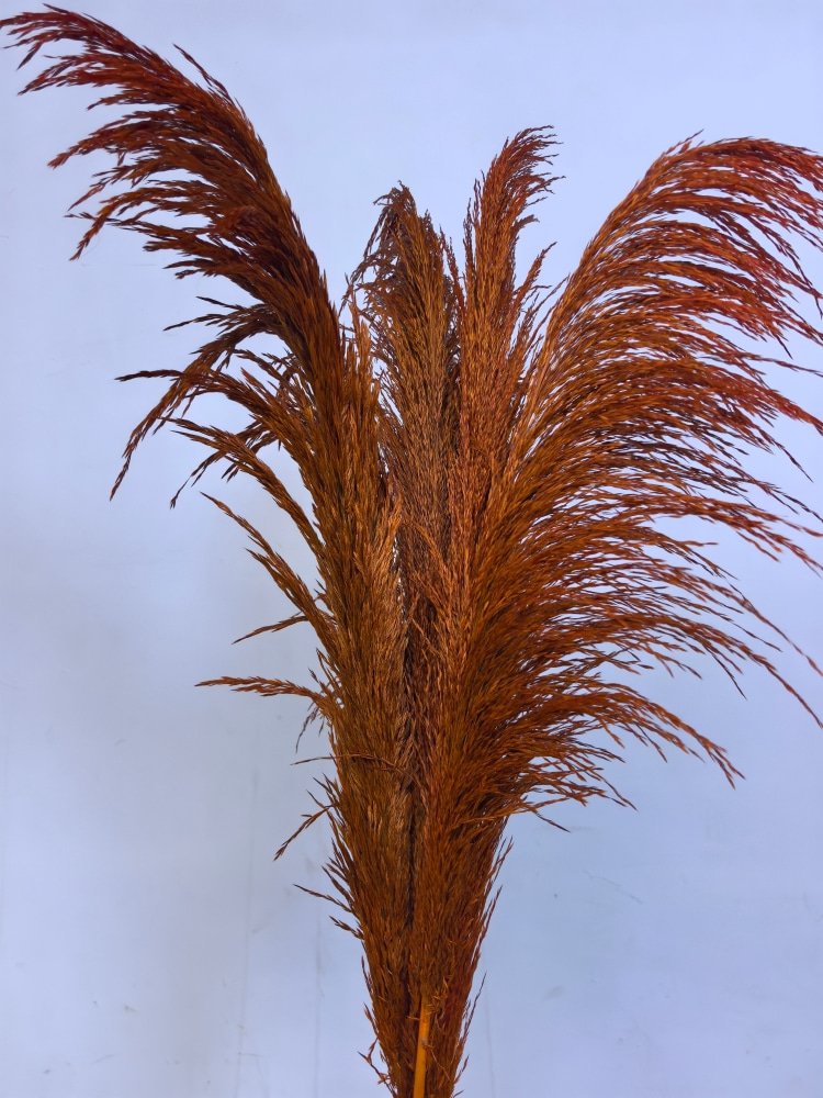Wholesale dried large Pampas Grass Flower Beautiful Fresh Style Wedding Party Home Decoration with No shedding Feathers