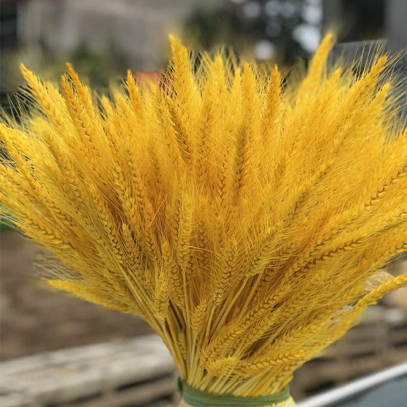 100Pcs/bag Real Wheat Ear Flower Natural Dried Flowers for Wedding Party Decoration DIY Craft Scrapbook Home Decor Wheat Bouquet