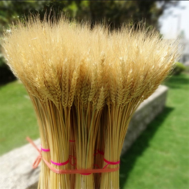 100Pcs/bag Real Wheat Ear Flower Natural Dried Flowers for Wedding Party Decoration DIY Craft Scrapbook Home Decor Wheat Bouquet