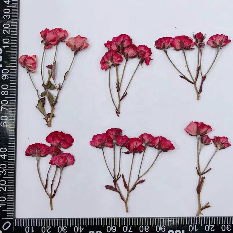 MNR1929 dried small rose flowers for DIY phone case