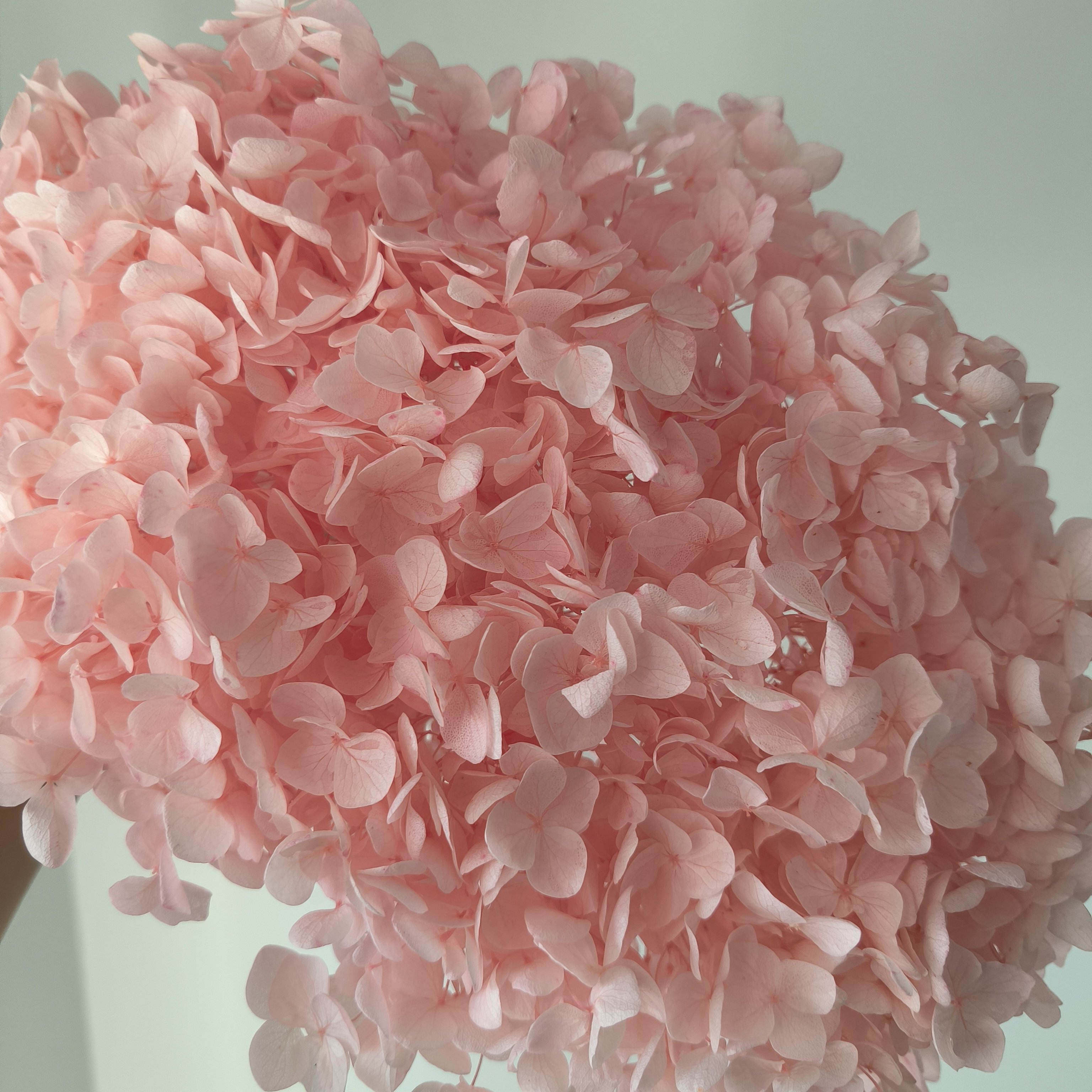 Dried Anna Hydrangea flowers wholesale pure white hydrangea wedding flower big bunch Preserved Hydrangea for Events Decoration
