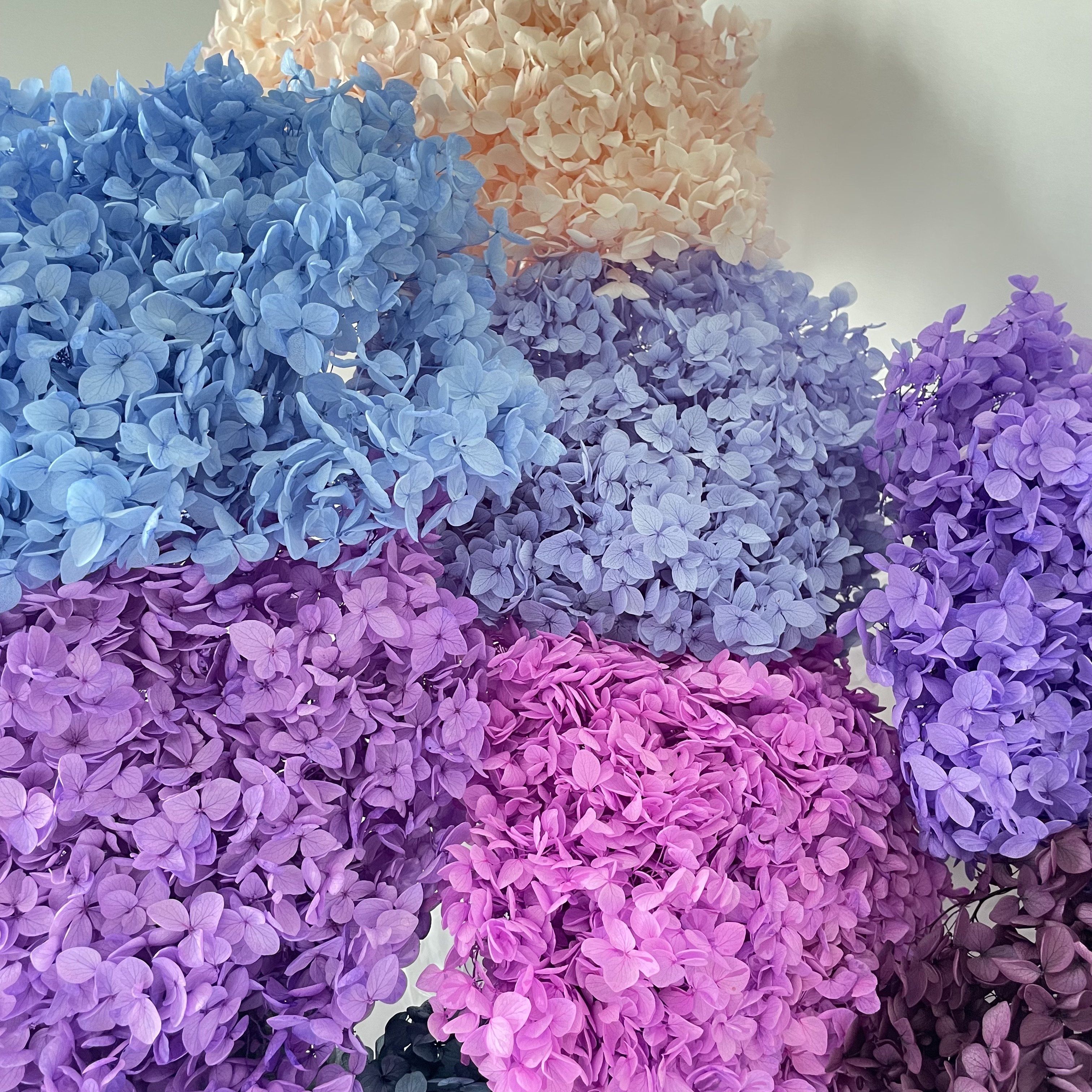 Dried Anna Hydrangea flowers wholesale pure white hydrangea wedding flower big bunch Preserved Hydrangea for Events Decoration