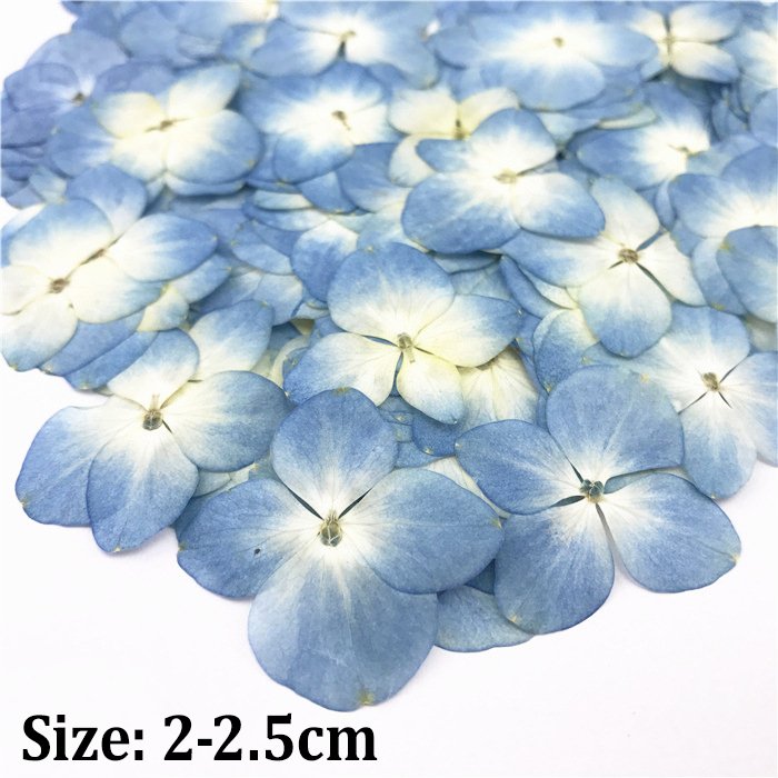 Hydrangea Laurustinus natural preserved flowers dried pressed flower for resin soap