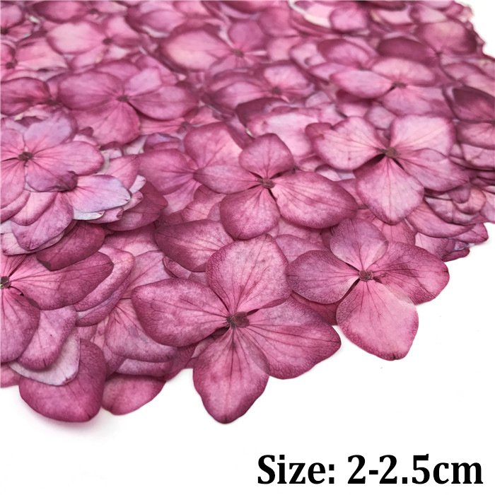 Hydrangea Laurustinus natural preserved flowers dried pressed flower for resin soap