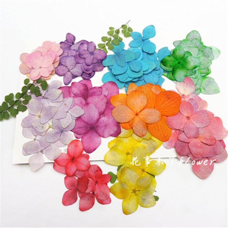 Hydrangea Laurustinus natural preserved flowers dried pressed flower for resin soap