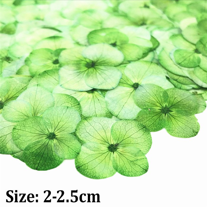 Hydrangea Laurustinus natural preserved flowers dried pressed flower for resin soap