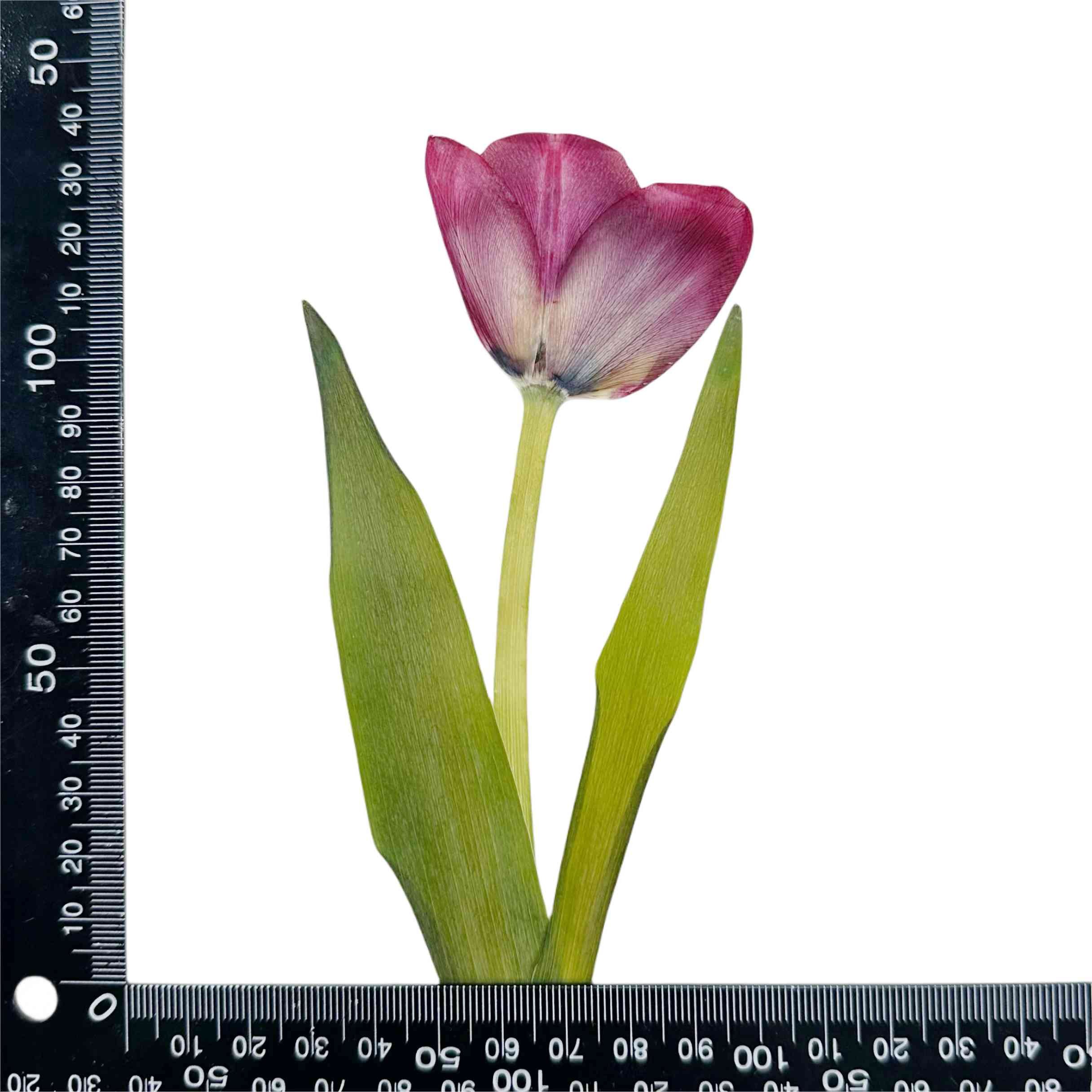 Tulip Flowers Real Dried Niche Pressed 7 Colors Flower for Decoration Bookmark Photo Frame DIY Resin Phone Case