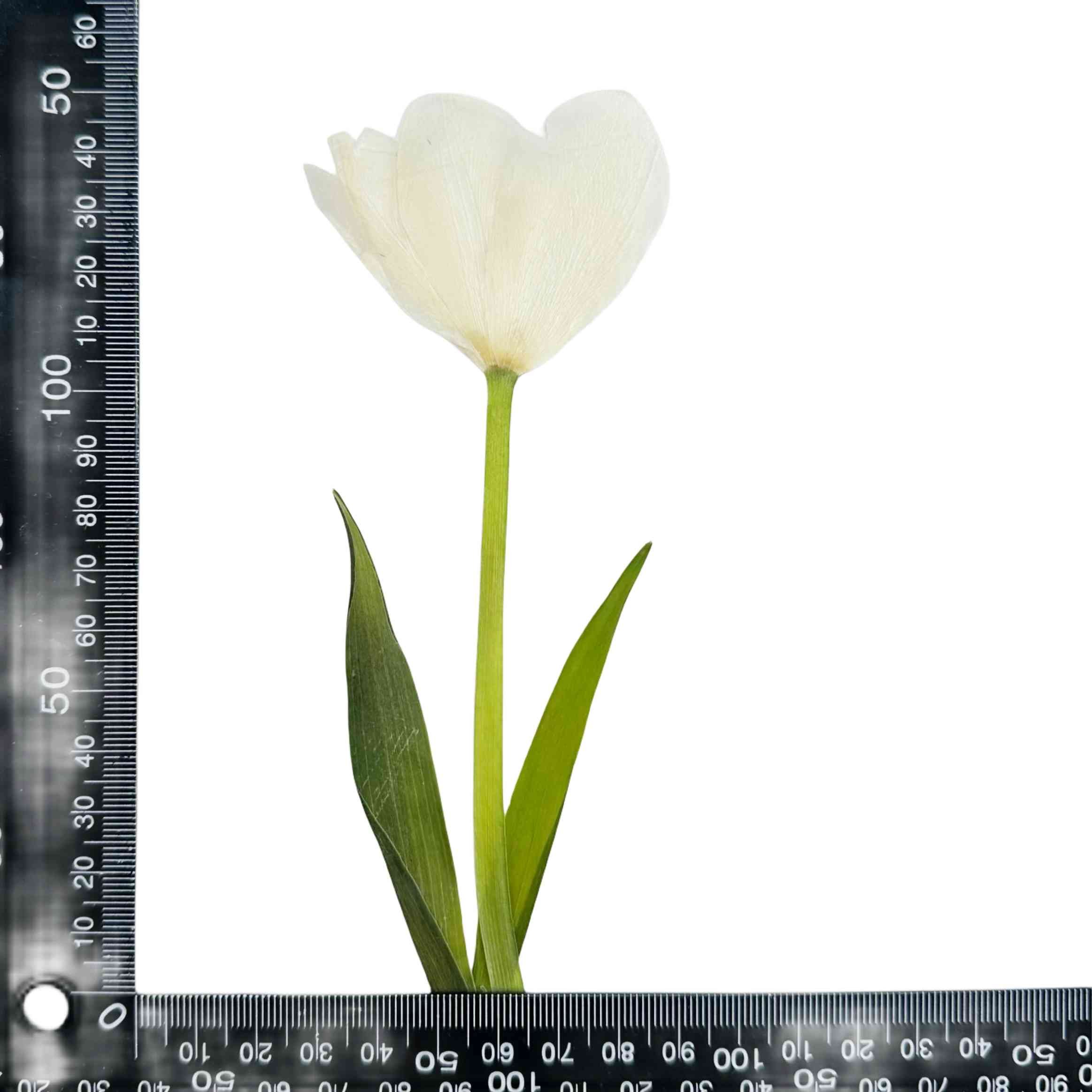 Tulip Flowers Real Dried Niche Pressed 7 Colors Flower for Decoration Bookmark Photo Frame DIY Resin Phone Case