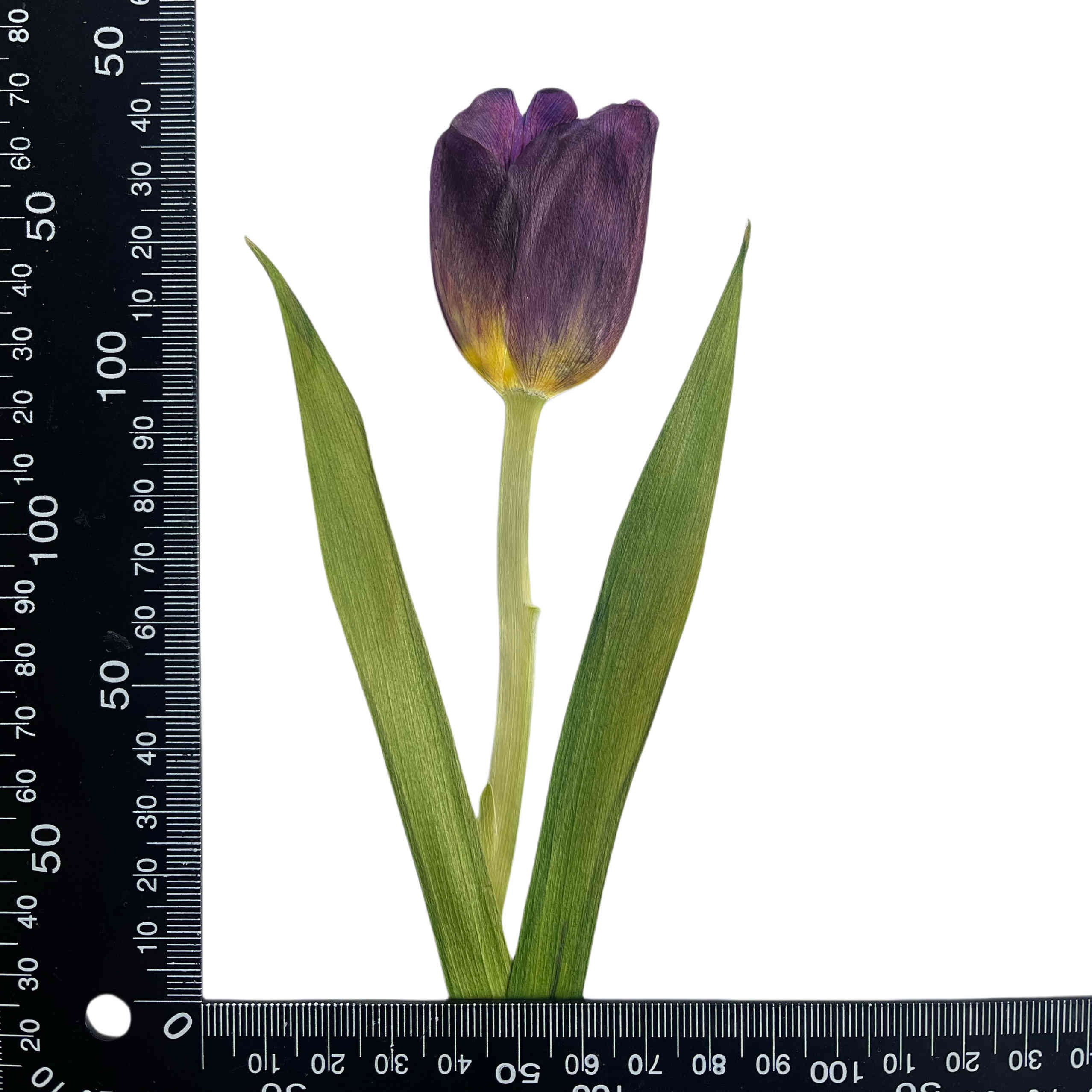Tulip Flowers Real Dried Niche Pressed 7 Colors Flower for Decoration Bookmark Photo Frame DIY Resin Phone Case