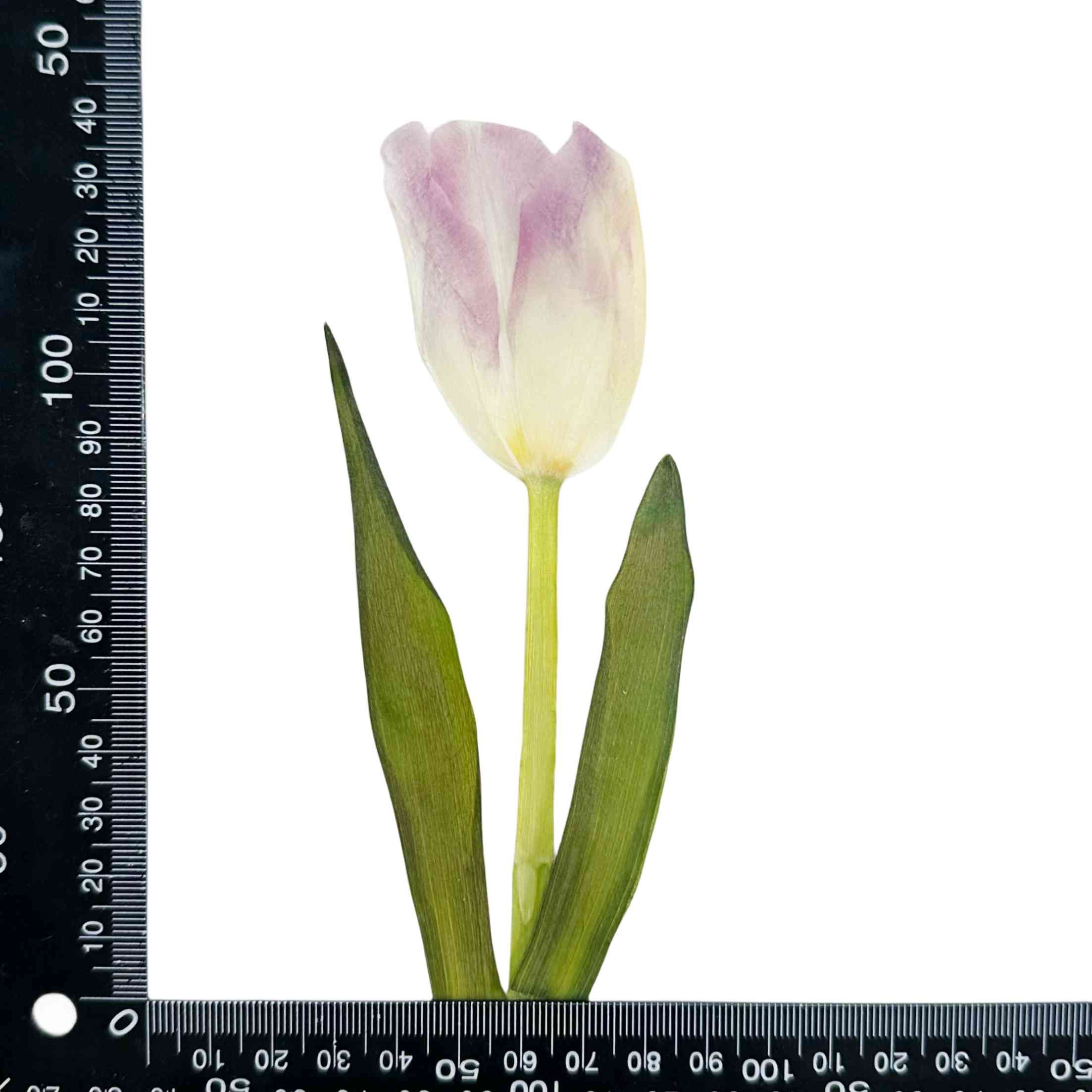 Tulip Flowers Real Dried Niche Pressed 7 Colors Flower for Decoration Bookmark Photo Frame DIY Resin Phone Case