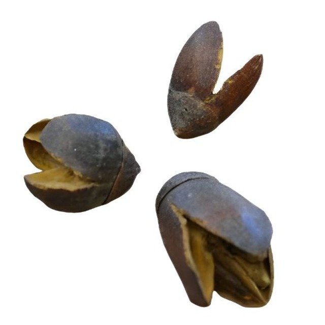 High Quality Dry Natural Raw Plant Material Bakuli Pod for Party Decoration Potpourri Dry Flower Botanicals