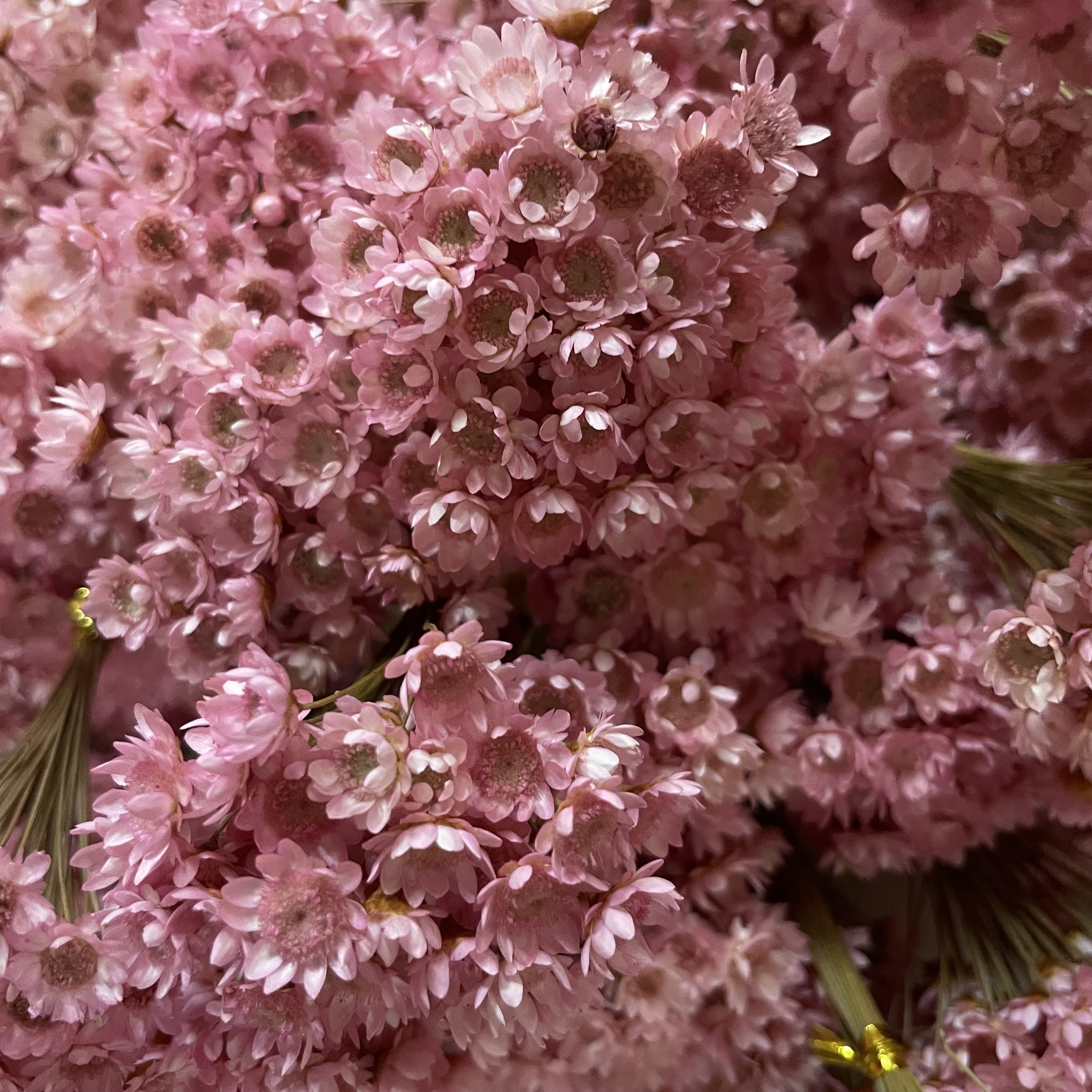 yunnan wholesale cheap small beautiful dried daisy flowers plants mini tiny natural dry Brazilian star flower for crafts