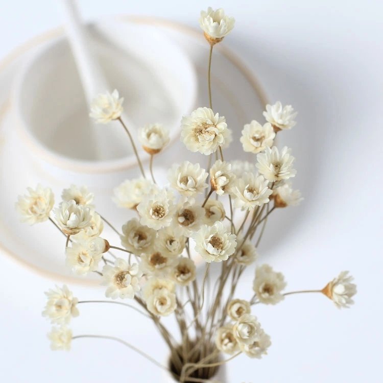 yunnan wholesale cheap small beautiful dried daisy flowers plants mini tiny natural dry Brazilian star flower for crafts