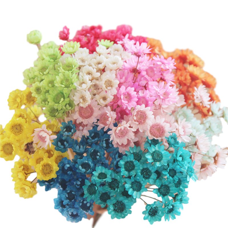 yunnan wholesale cheap small beautiful dried daisy flowers plants mini tiny natural dry Brazilian star flower for crafts