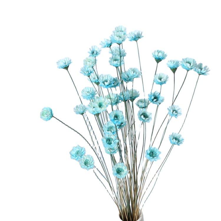 yunnan wholesale cheap small beautiful dried daisy flowers plants mini tiny natural dry Brazilian star flower for crafts