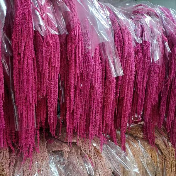 IFG Amazo White Boho Psychedelic Millet Preserved Artificial Hanging Rice Flowers for Wedding Home Party Dining Decor